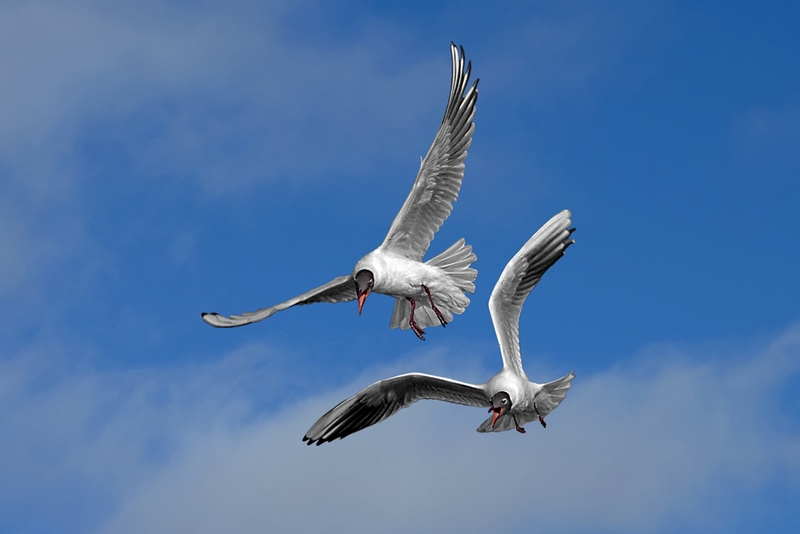 416 - SCREAMING GULLS - BENGTSSON LESTANDER MIKAEL - sweden.jpg